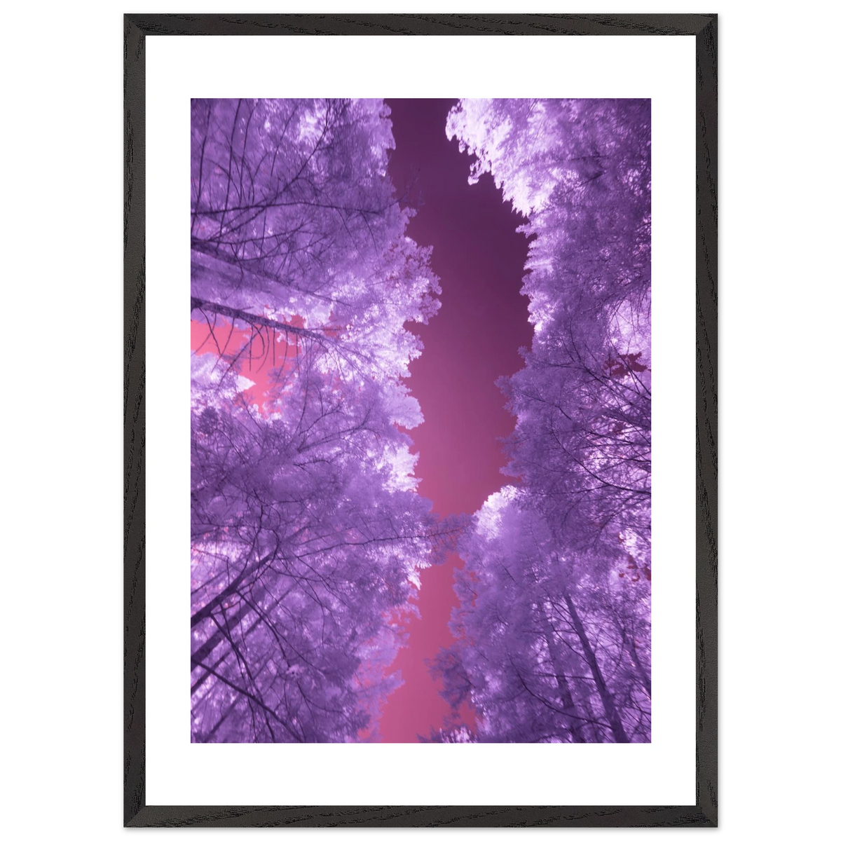 Infrared Redwoods — Violet Window — framed or canvas wall art preview