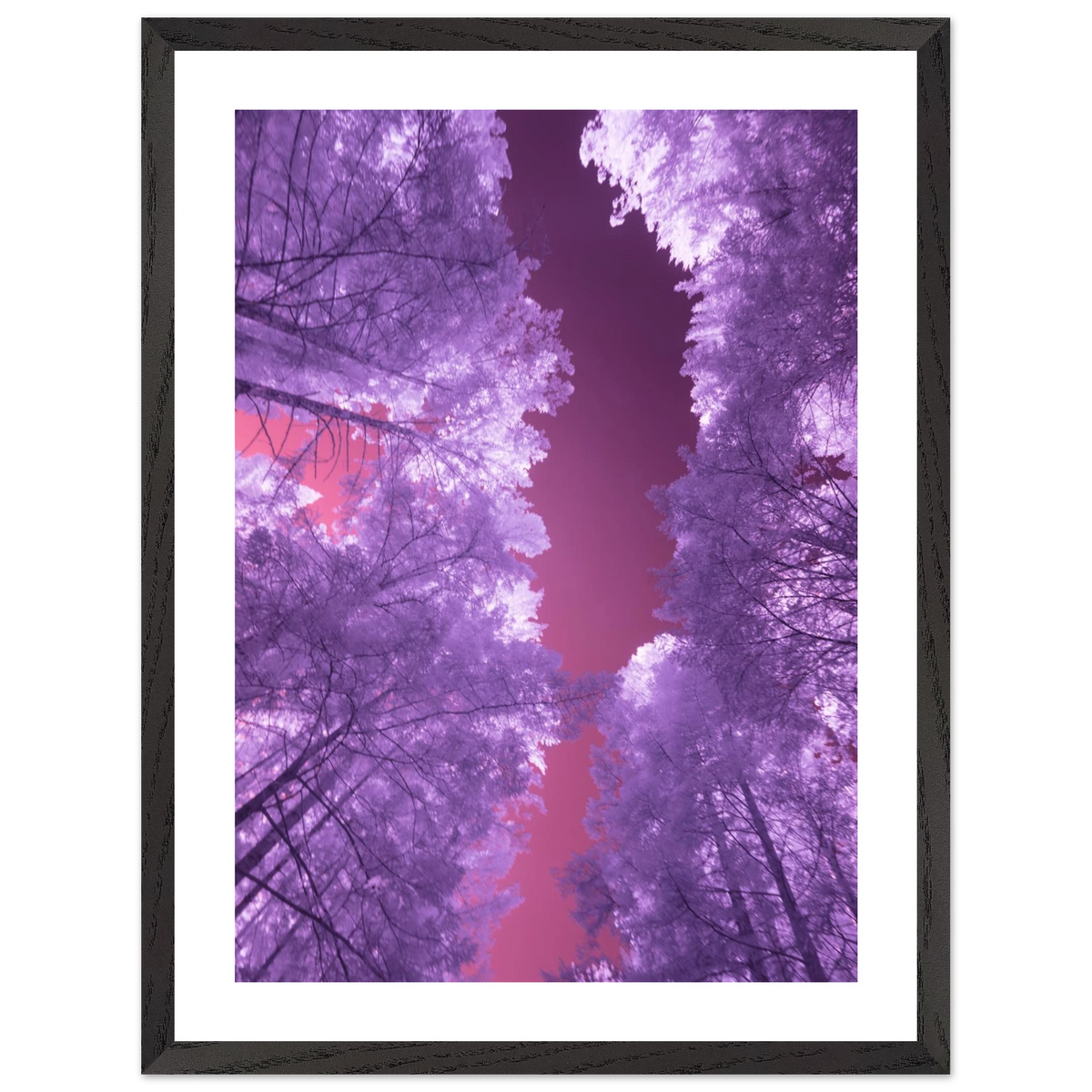 Infrared Redwoods — Violet Window — framed or canvas wall art preview
