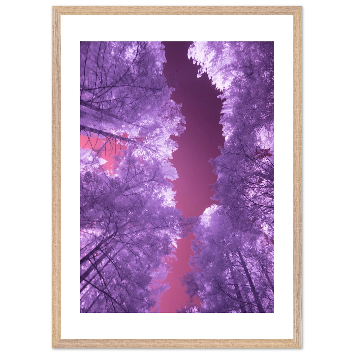 Infrared Redwoods — Violet Window — framed or canvas wall art preview