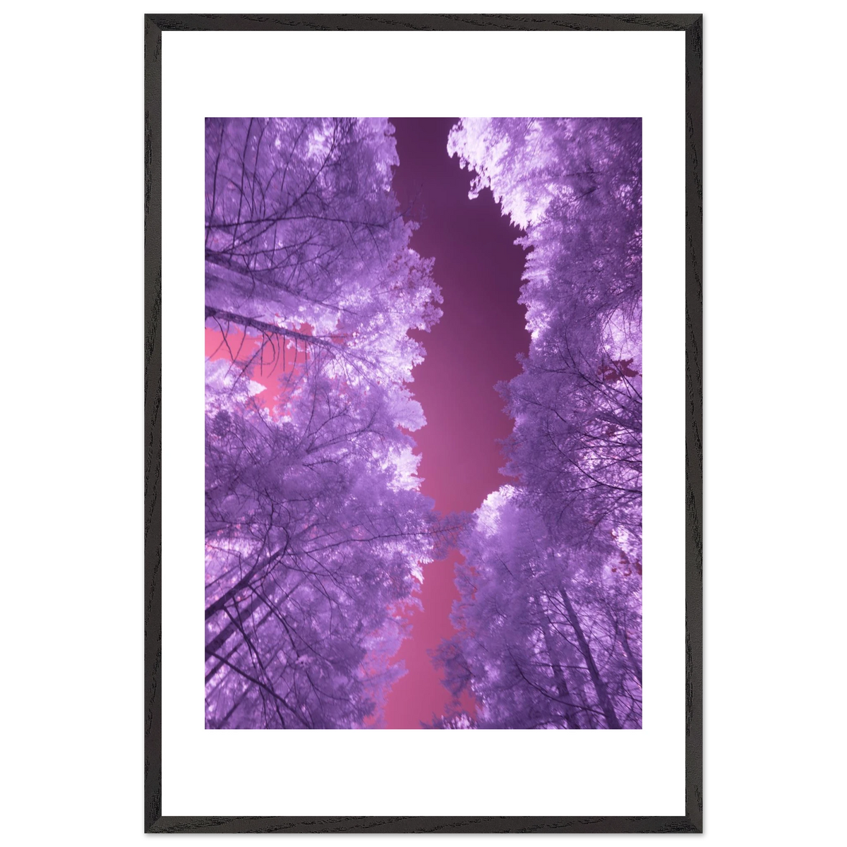 Infrared Redwoods — Violet Window — framed or canvas wall art preview