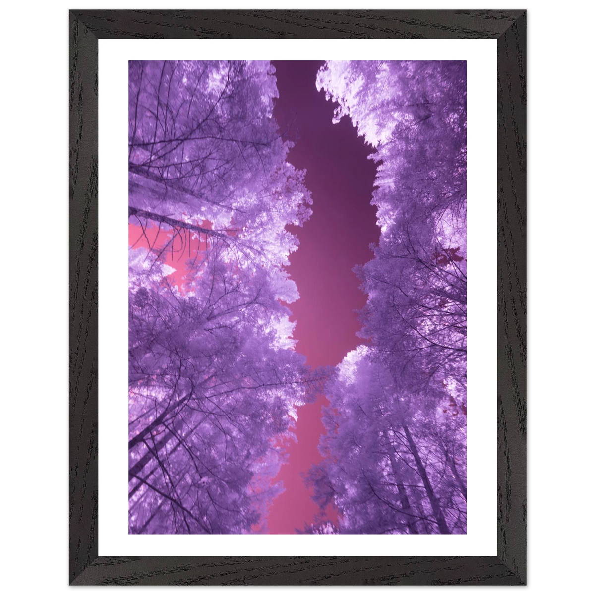 Infrared Redwoods — Violet Window — framed or canvas wall art preview