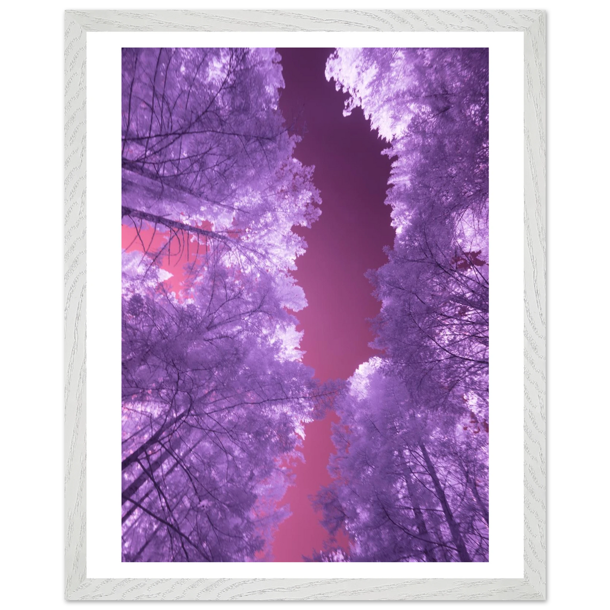Infrared Redwoods — Violet Window — framed or canvas wall art preview