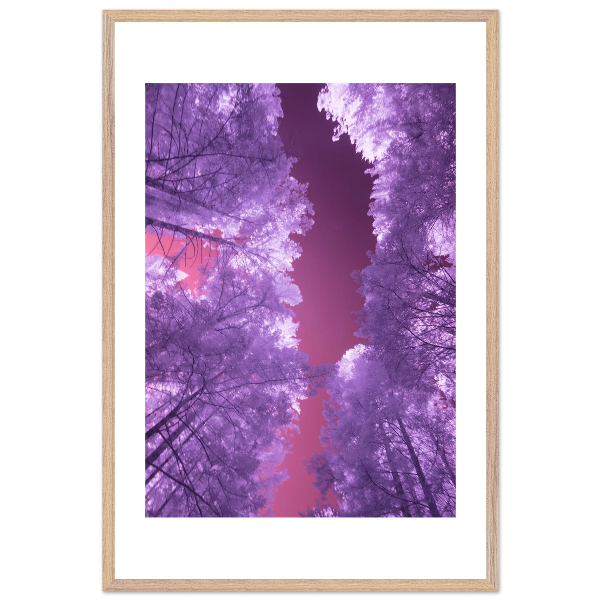 Infrared Redwoods — Violet Window — framed or canvas wall art preview