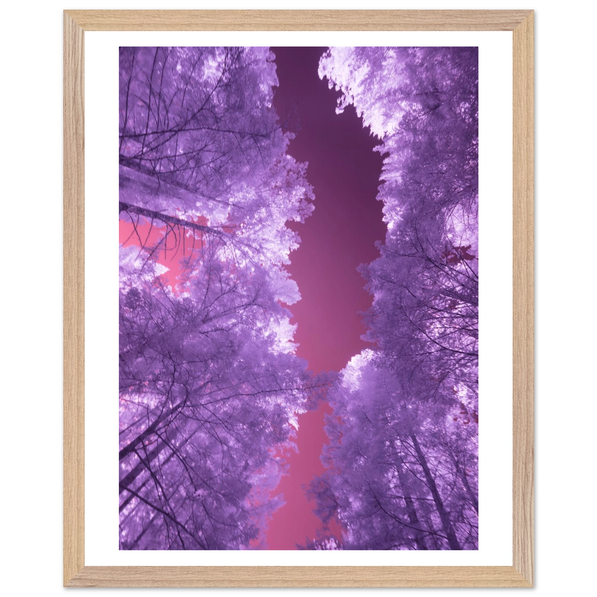 Infrared Redwoods — Violet Window — framed or canvas wall art preview