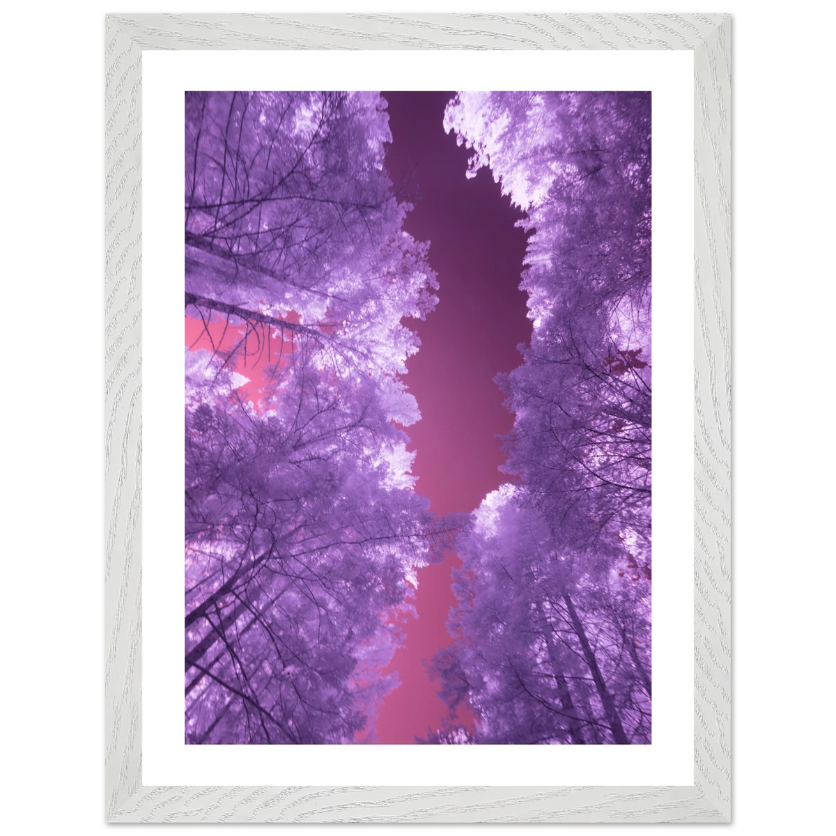 Infrared Redwoods — Violet Window — framed or canvas wall art preview