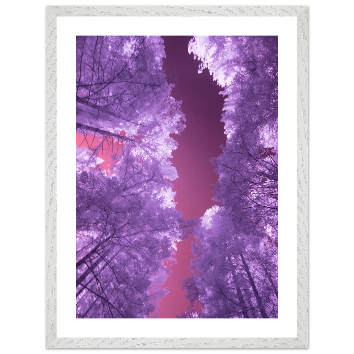 Infrared Redwoods — Violet Window — framed or canvas wall art preview