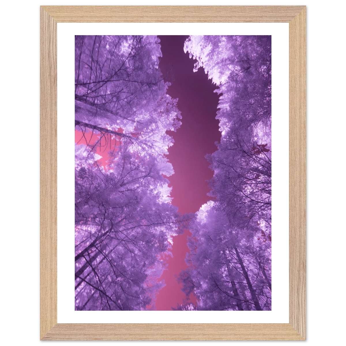 Infrared Redwoods — Violet Window — framed or canvas wall art preview