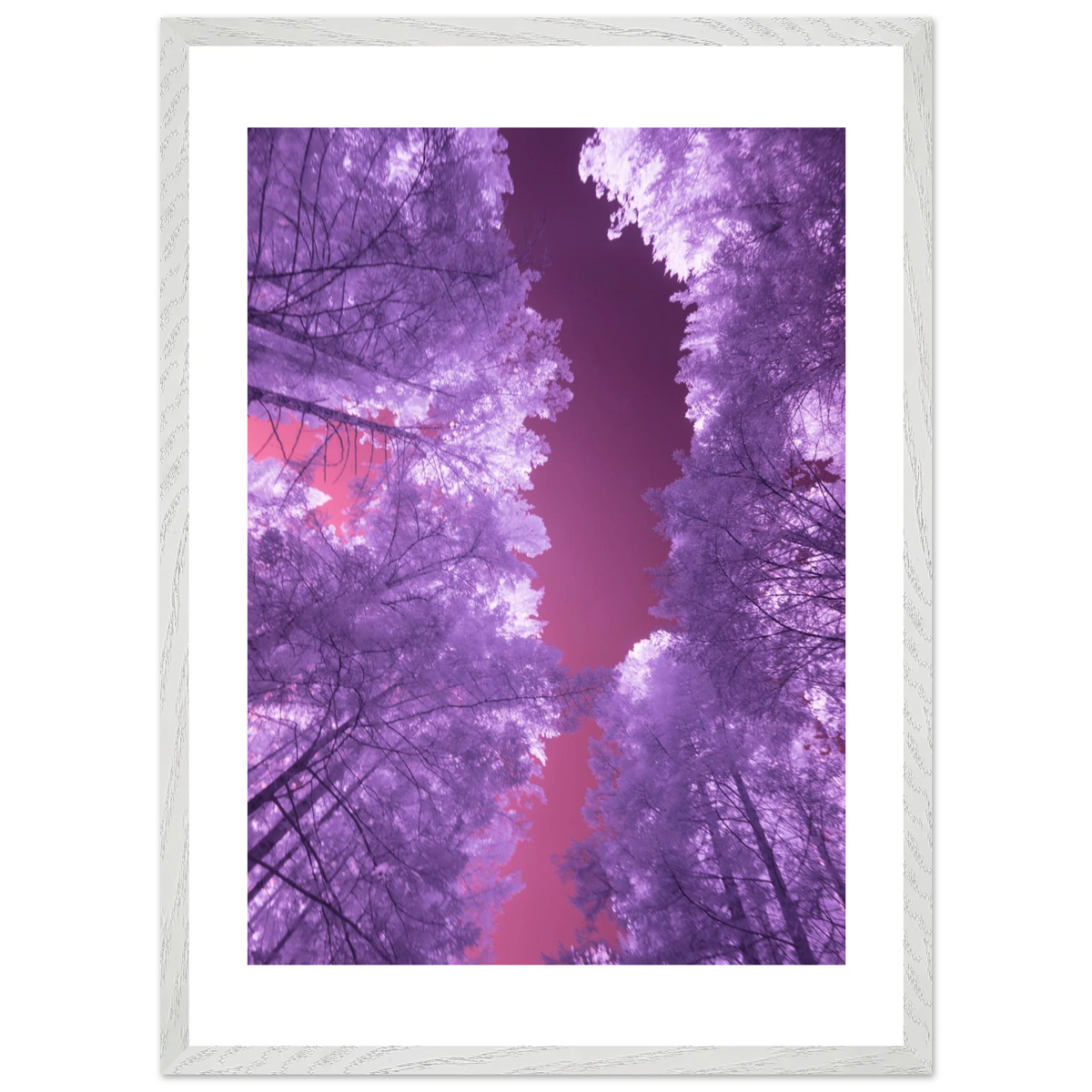 Infrared Redwoods — Violet Window — framed or canvas wall art preview