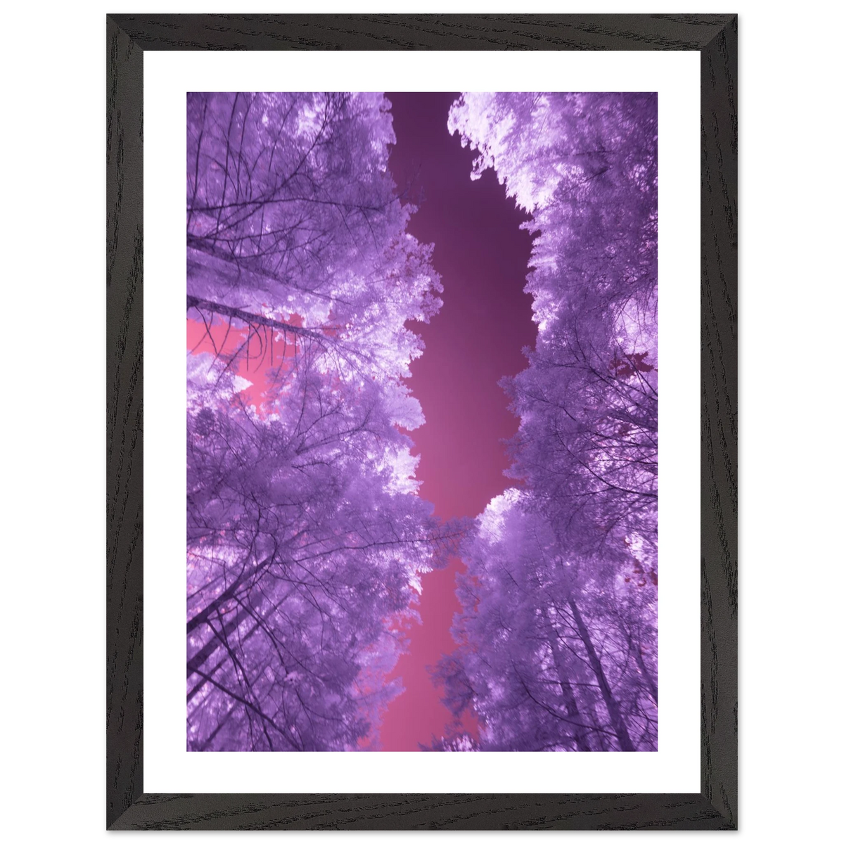Infrared Redwoods — Violet Window — framed or canvas wall art preview