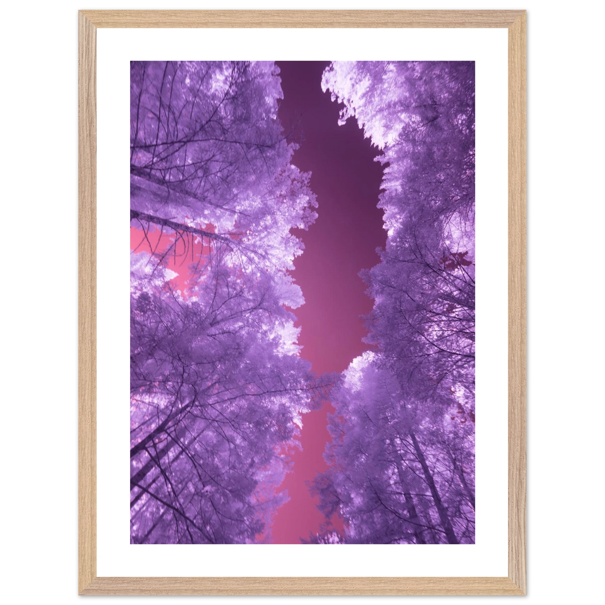 Infrared Redwoods — Violet Window — framed or canvas wall art preview