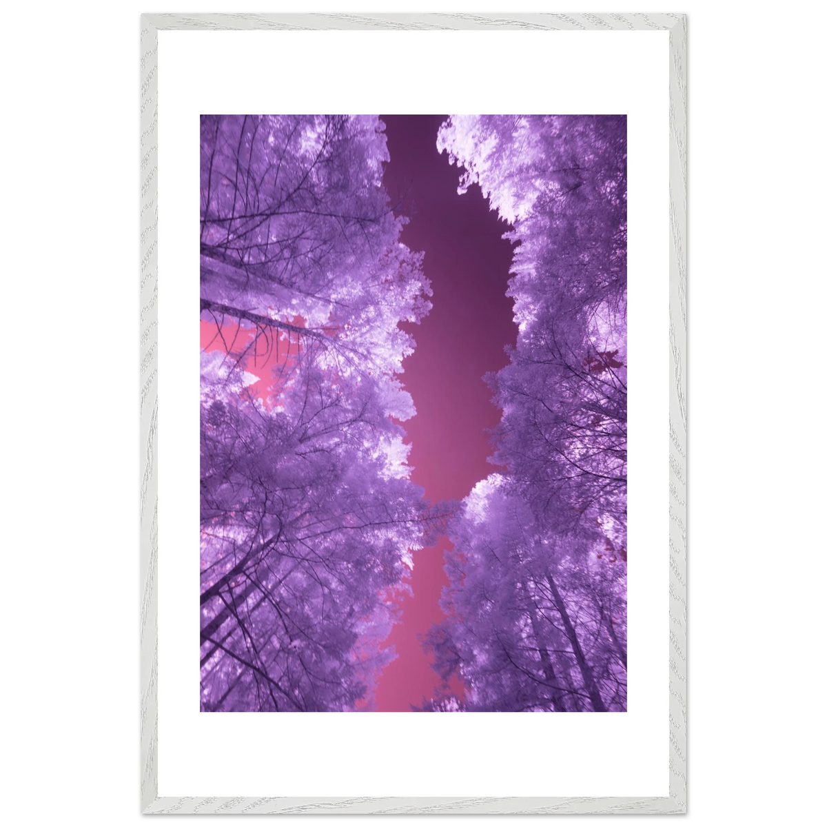 Infrared Redwoods — Violet Window — framed or canvas wall art preview