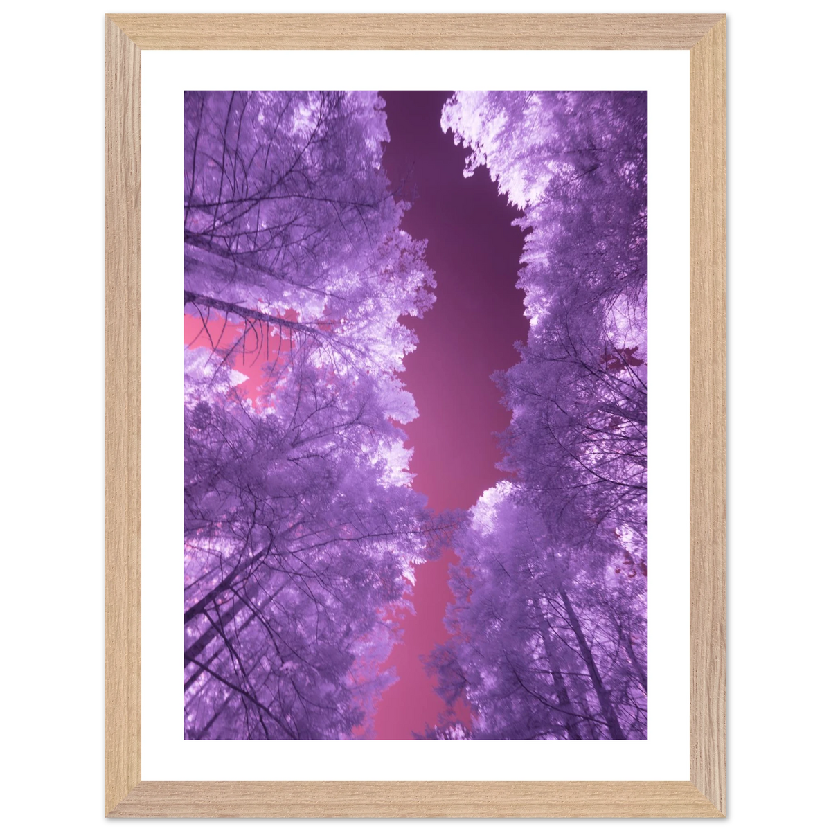 Infrared Redwoods — Violet Window — framed or canvas wall art preview
