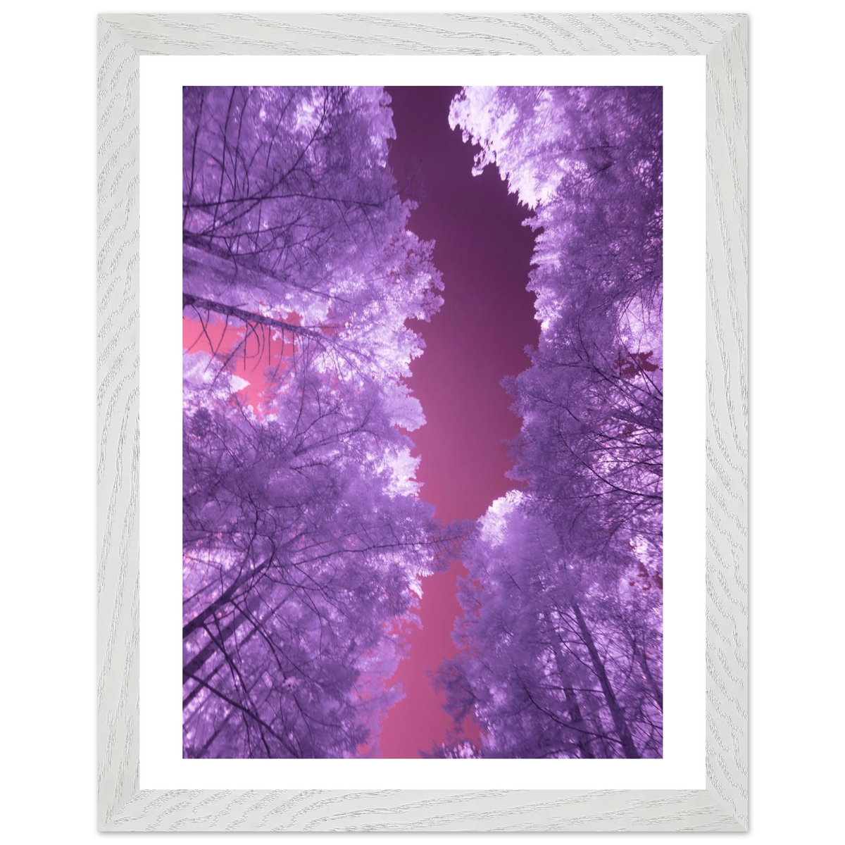 Infrared Redwoods — Violet Window — fine art photography print