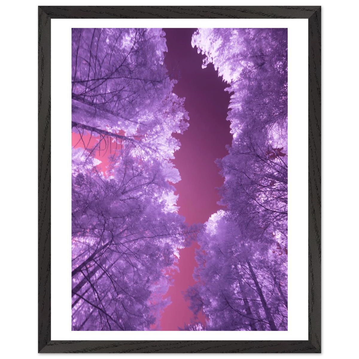 Infrared Redwoods — Violet Window — framed or canvas wall art preview